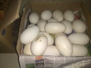 Ganso africano legitimo ovos