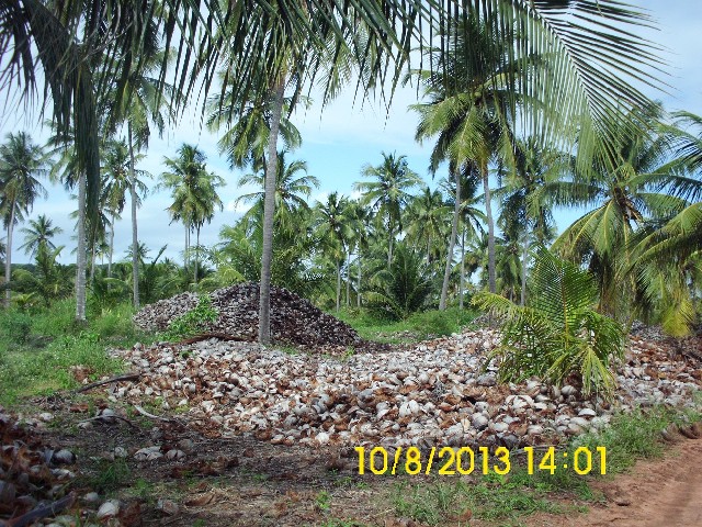 Foto 1 - Vende-se cocos secos e verdes